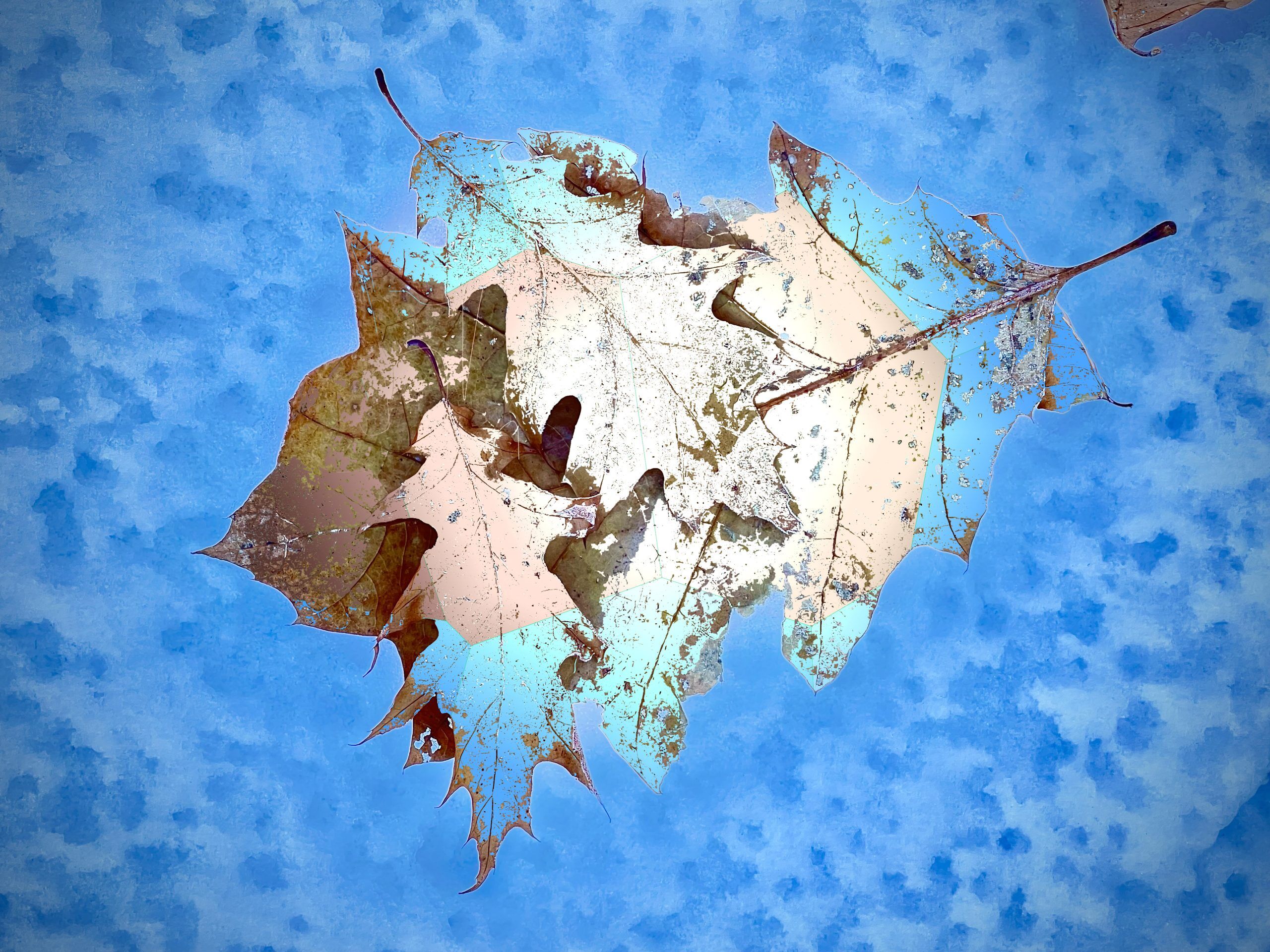 Pile of Winter Leaves - BC, Canada