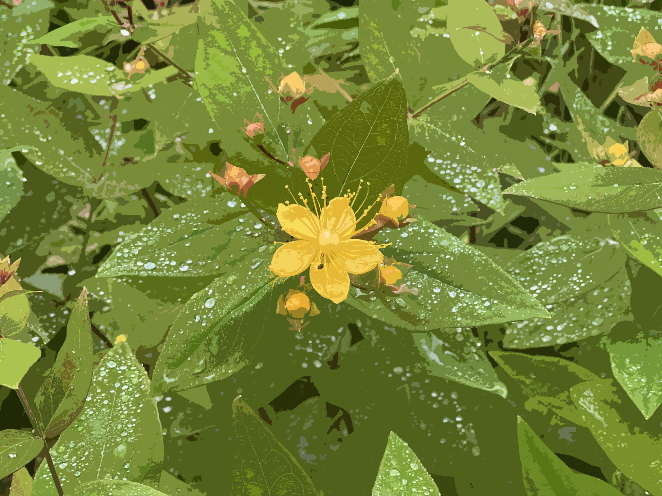 St. John's Wort - Surrey, BC Canada