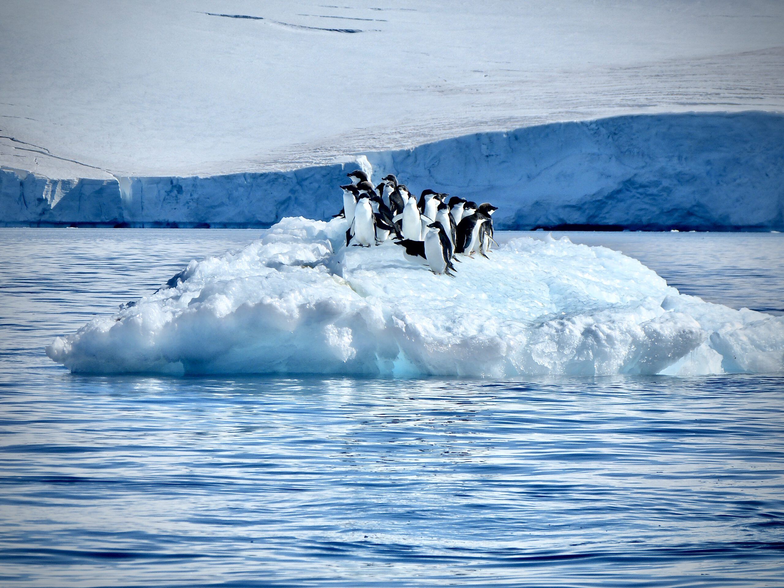 Adélie Penguins On Ice Floe