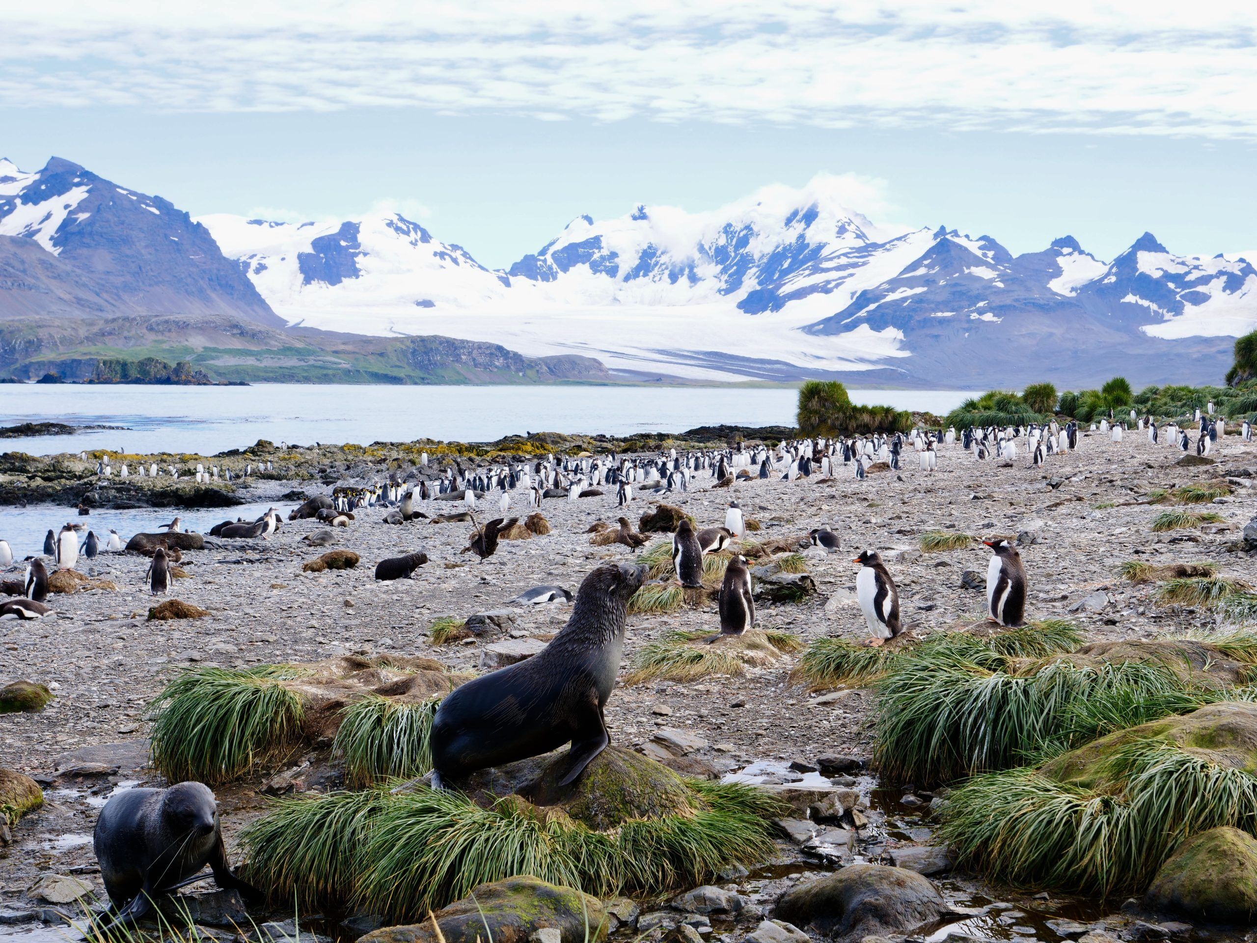Prion Island - South Georgia Islands - Antarctica
