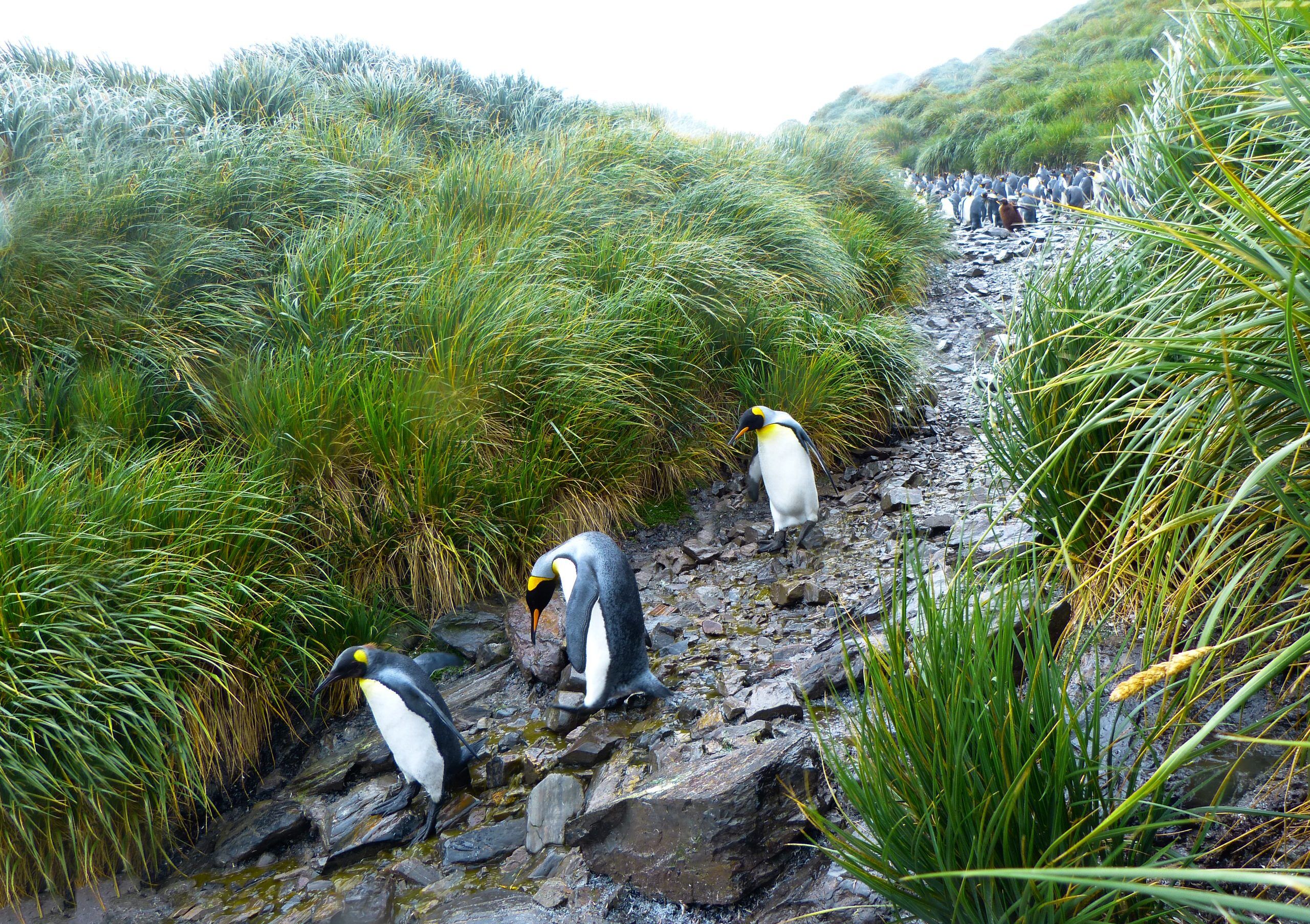 Greeting Card KING PENGUINS DOWNHILL with Envelope - Image 2