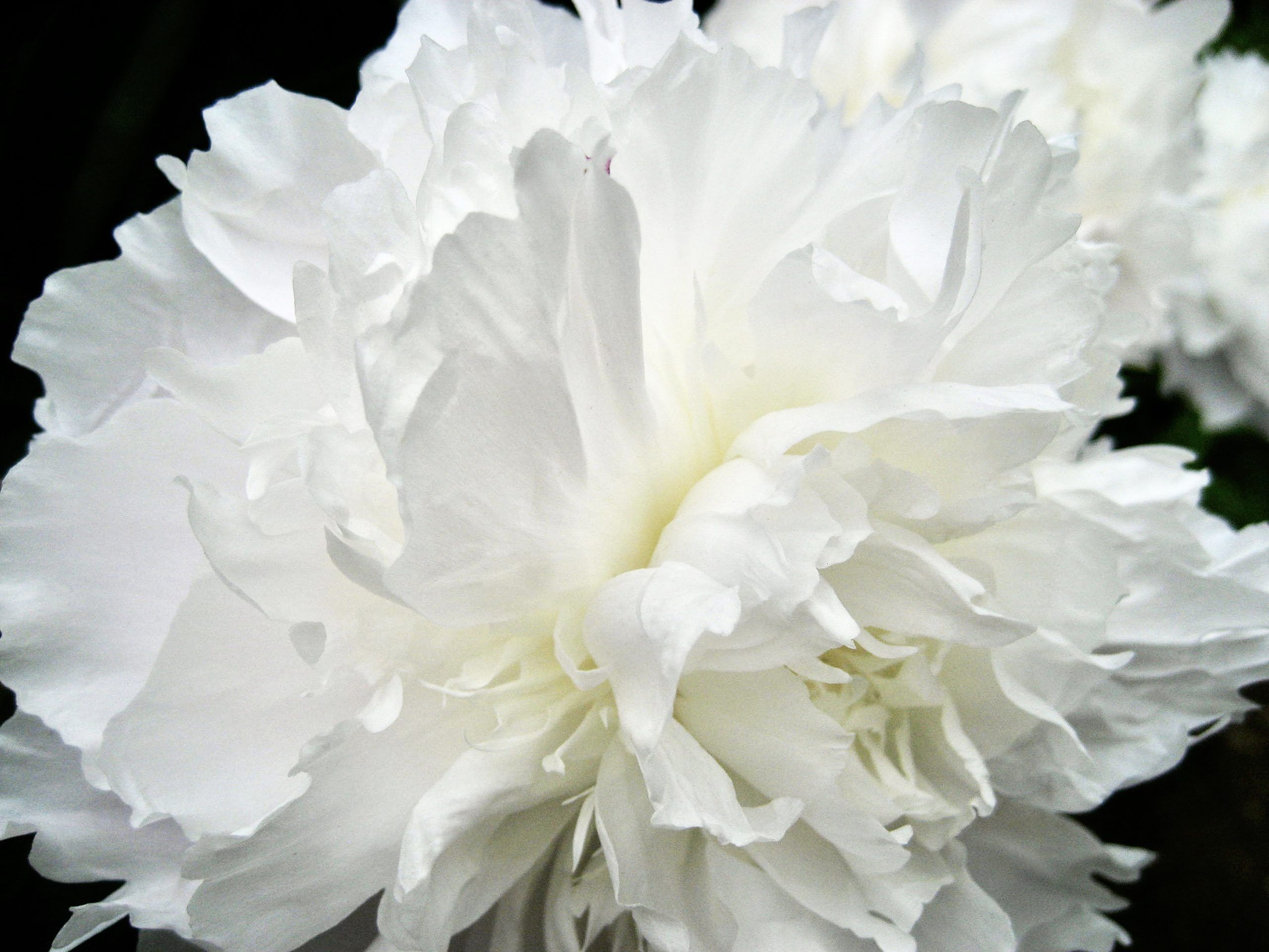 White Peony-Suejee's Garden