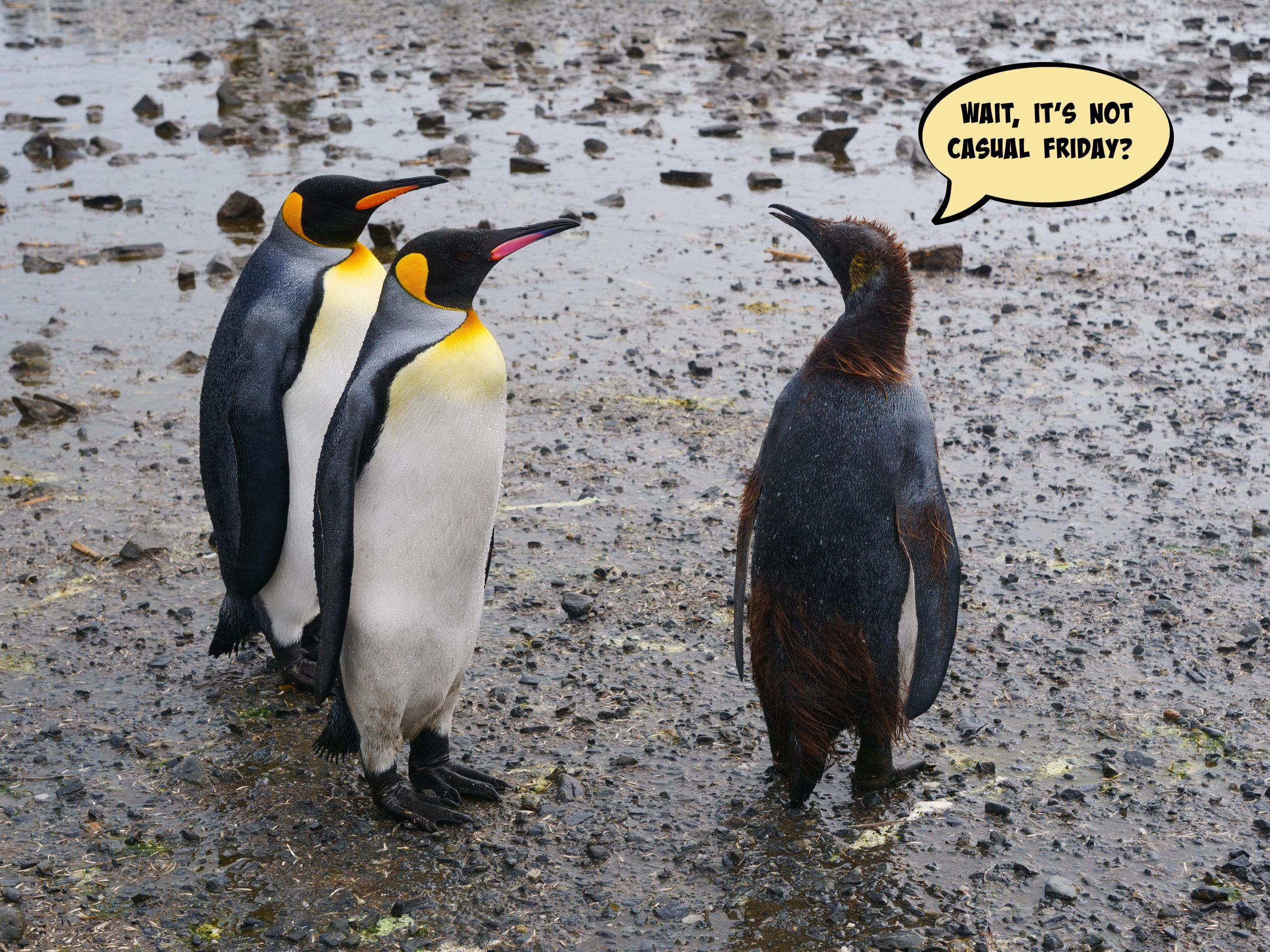 The Dude - Antartica - Image 3