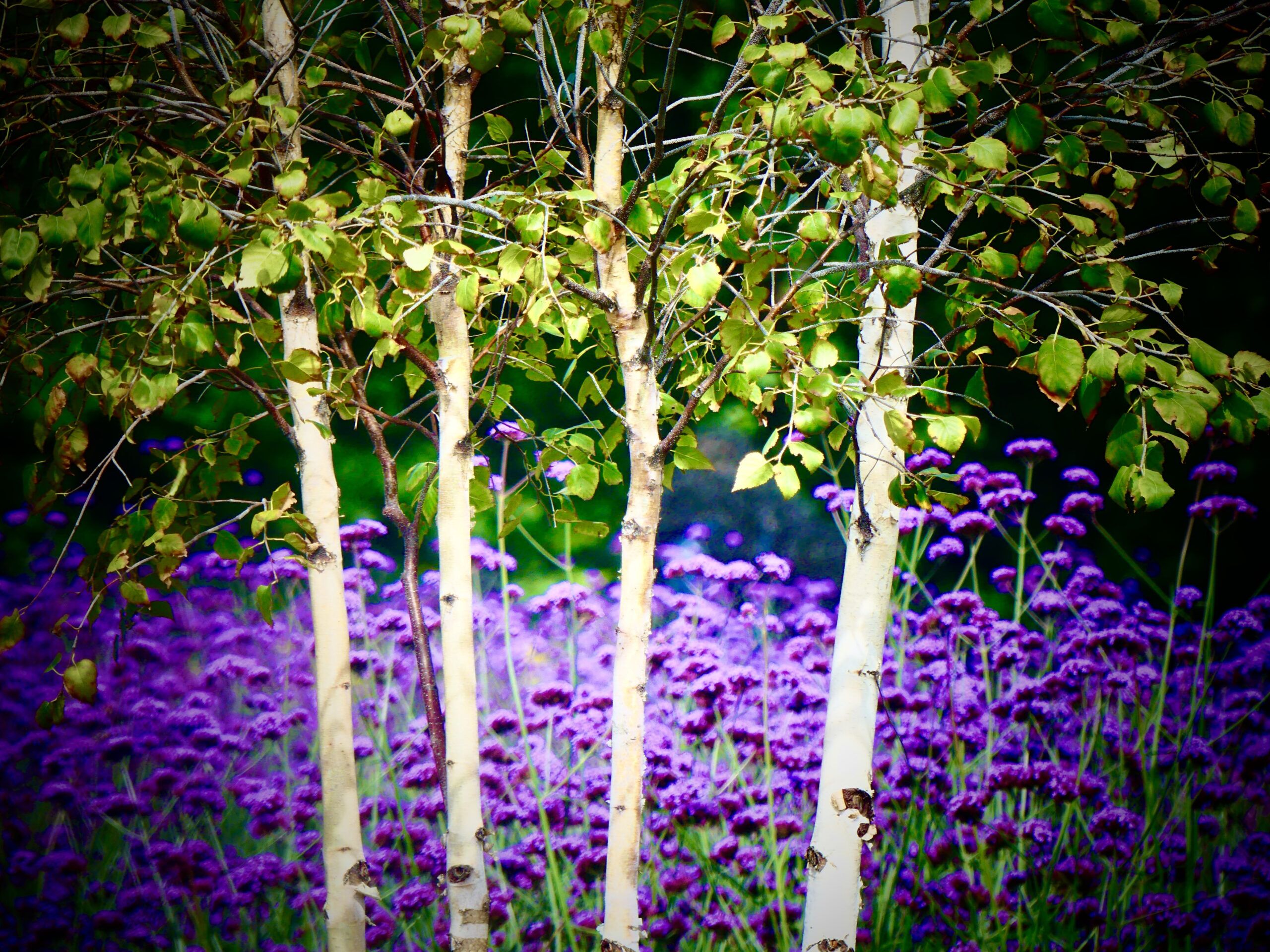 Greeting Card VERBENA & BIRCH with Envelope - Image 2