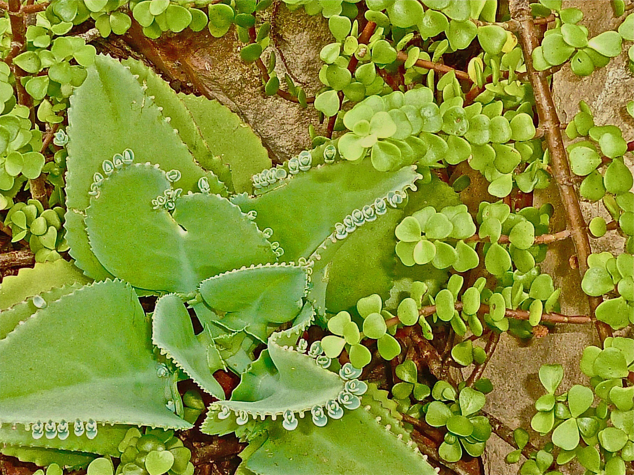Greeting Card SUCCULENT ON BEACH with Envelope - Image 2