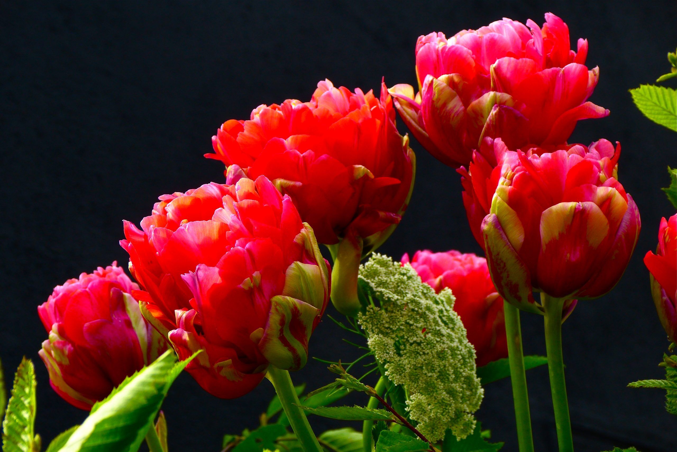 Greeting Card RED TULIP ON BLACK with Envelope - Image 2