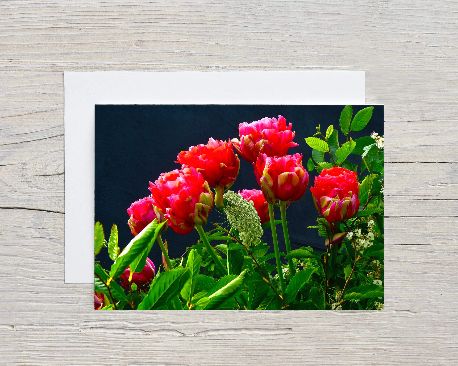 Greeting Card RED TULIP ON BLACK with Envelope