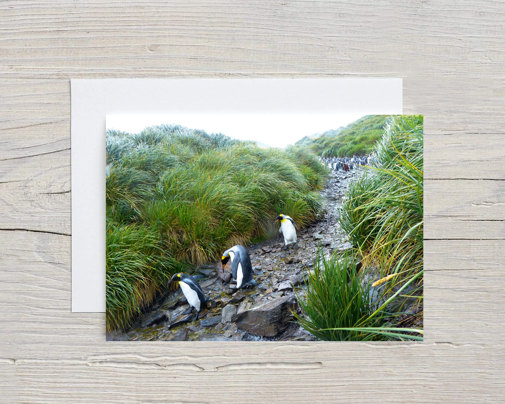 Greeting Card KING PENGUINS DOWNHILL with Envelope