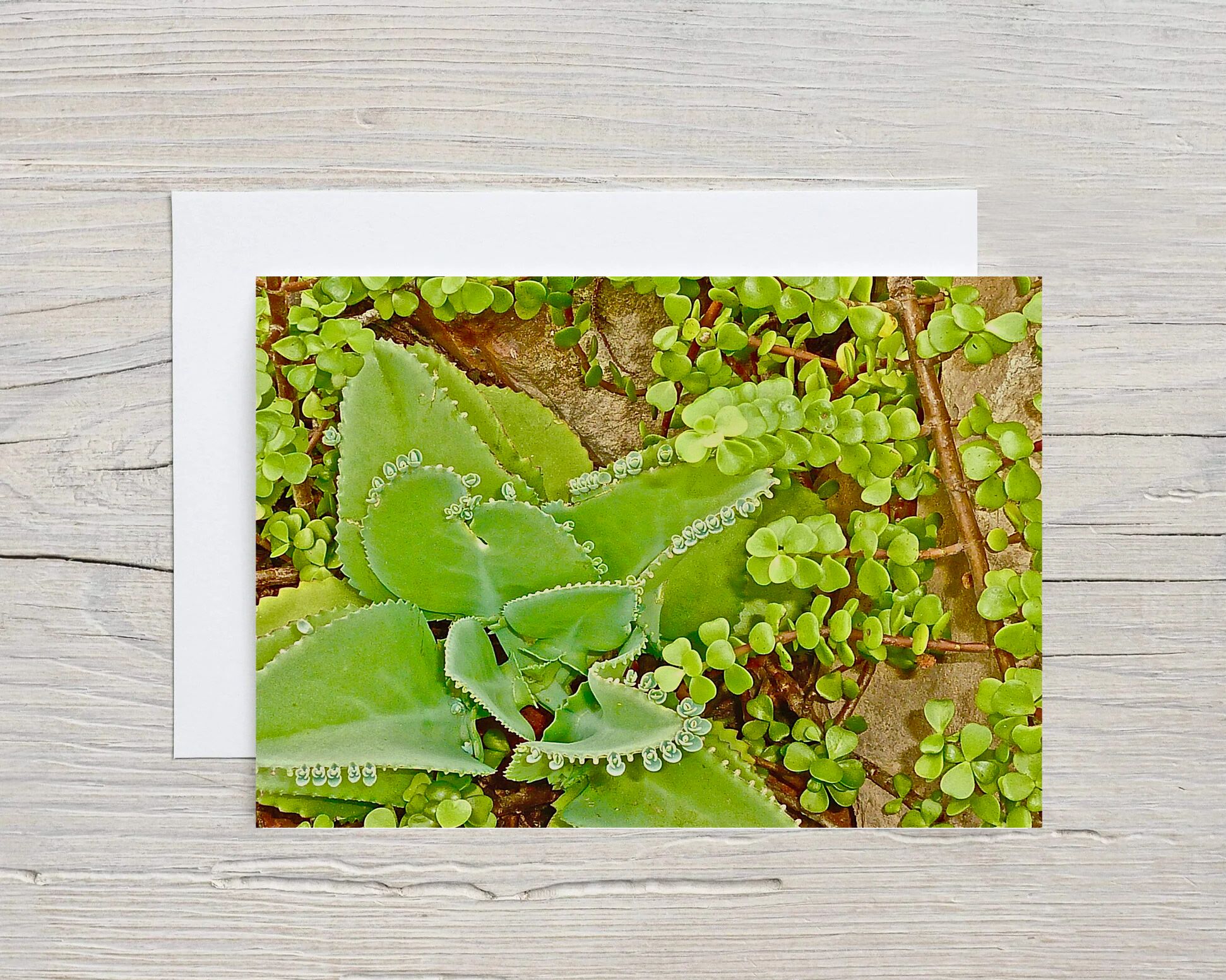 Greeting Card SUCCULENT ON BEACH with Envelope